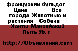 француский бульдог › Цена ­ 40 000 - Все города Животные и растения » Собаки   . Ханты-Мансийский,Пыть-Ях г.